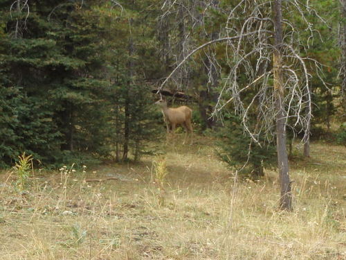 GDMBR: Deer, distracted by cattle nearby.